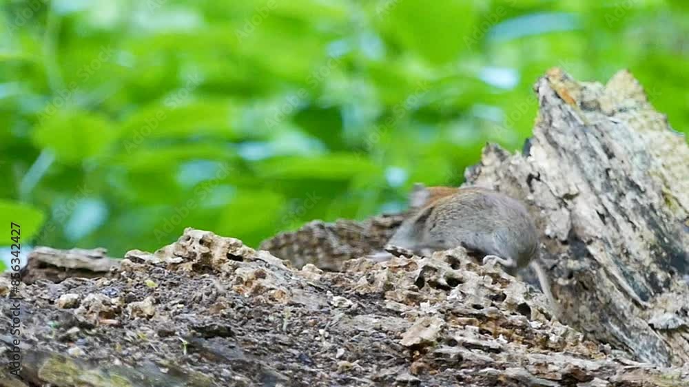Close-up captures two mice engaged in a fight on a log within the forest. Close-up captures two mice engaged in a fight on a log within the forest.