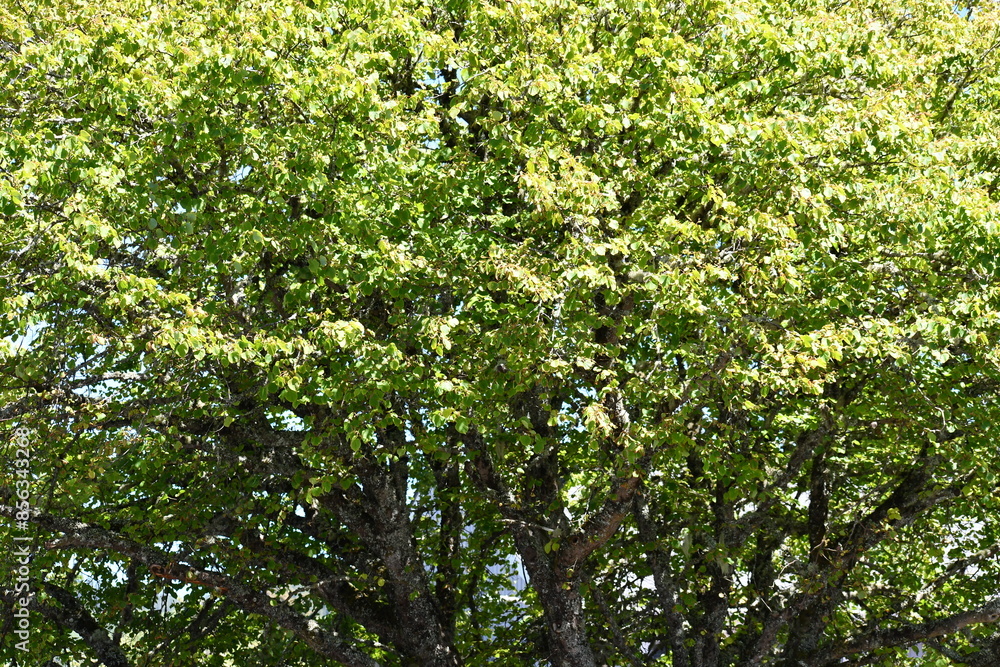 Tree interior. Tree interior.
