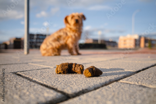 Close-up of a dog poop in the middle of the sidewalk with a small dog and a city in the background out of focus at sunrise. Concept of hygiene and citizen responsibility of pet owners
