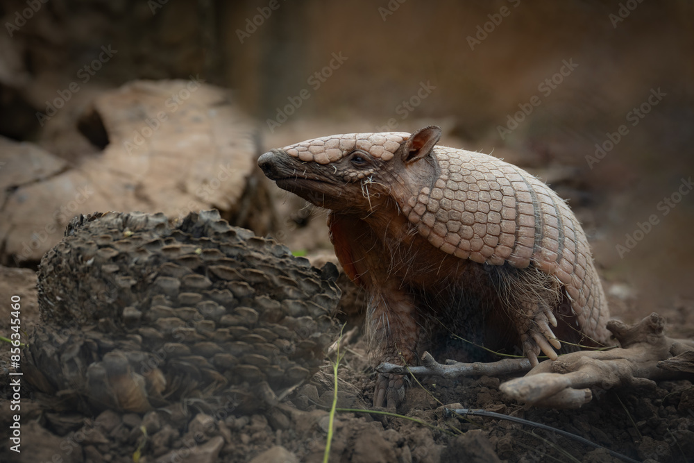 Obraz premium Zoo Sanary-sur-Mer (2024-06)