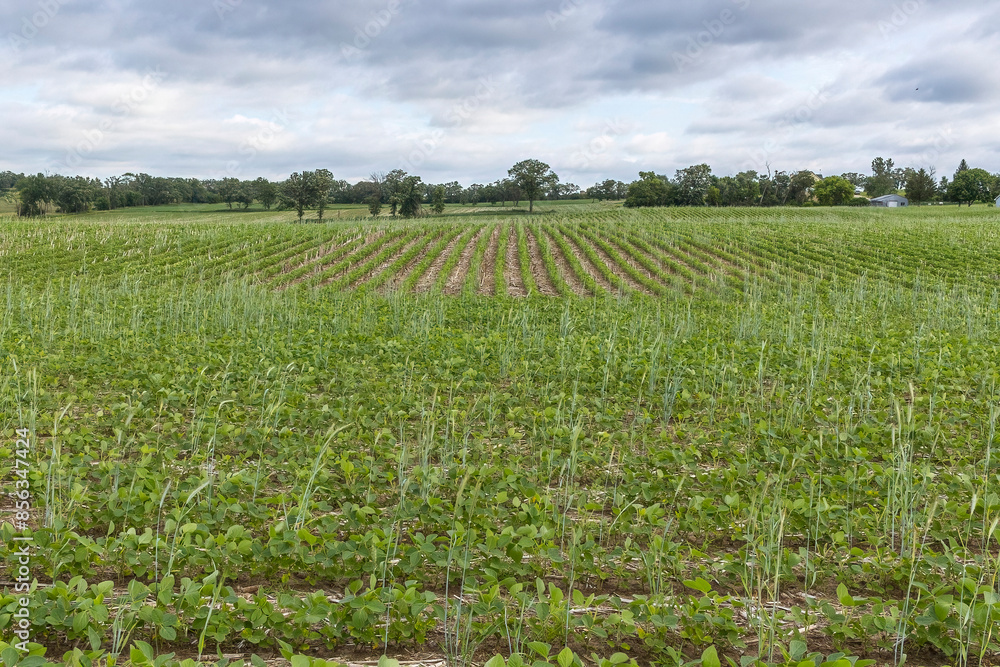 A field of young soybeans planted into corn stubble with rain clouds. A field of young soybeans planted into corn stubble with rain clouds.