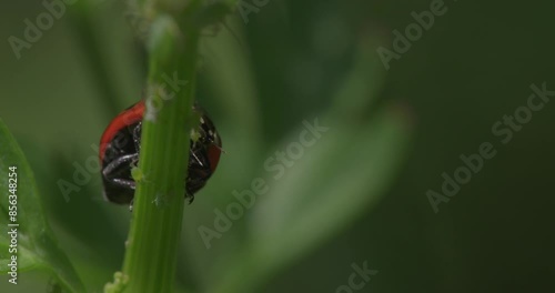 Ladybugs or Ladybird on Crop Leaf  Eating Aphids, Organic Pest Removal - Macro photo