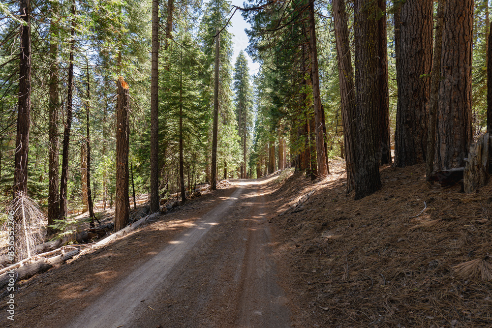 Fototapeta premium Country dirt road through an evergreen forest of california 