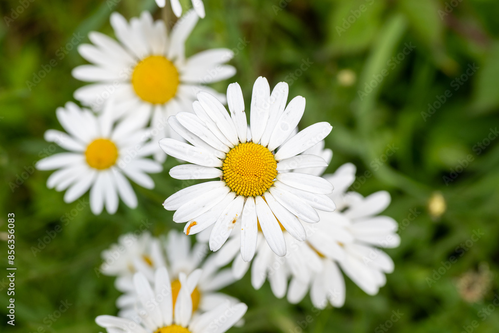 daisies in the garden daisies in the garden