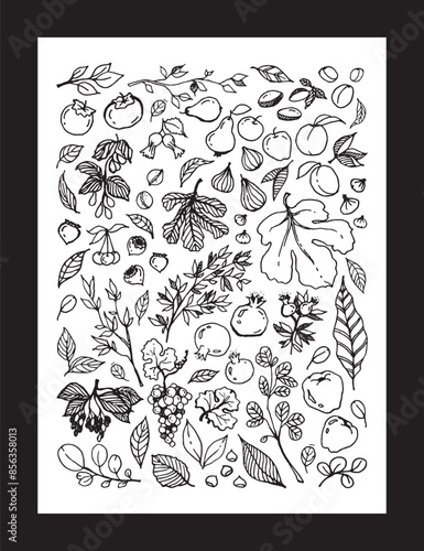 illustration of various Garden Fruits, leaves, tree branches