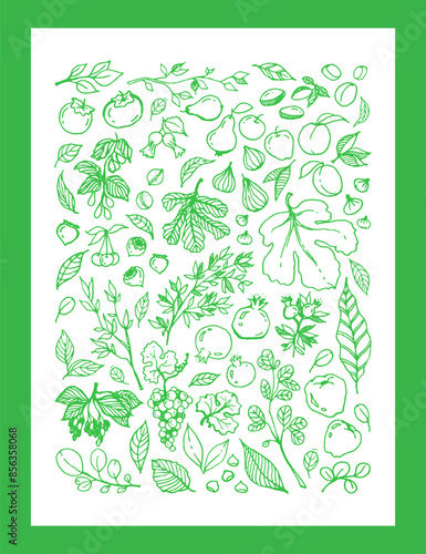 set illustration of various Garden Fruits, leaves, tree branches in green