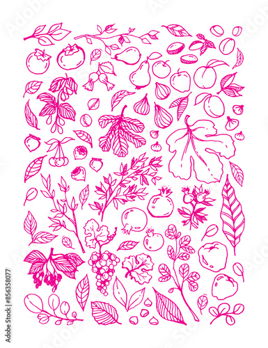 Vector pink linear illustration of different Garden Fruits, leaves, tree branches on white