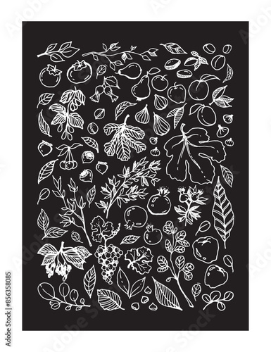 Vector set of linear illustration of different Garden Fruits, leaves, tree branches on black