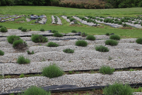 Lavender plants growing in gravel beds on a farm in arkansas