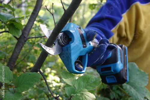 Pruning trees with electric pruning shears branch cutter automatic with battery to easyprune branches of trees. Gardening electric tool equipment.