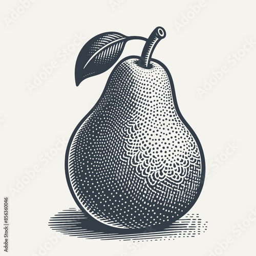Pear. Vintage woodcut engraving style vector illustration.