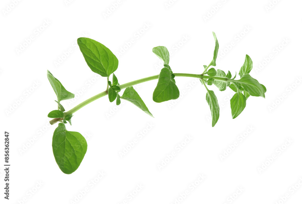 Sprig of fresh green oregano isolated on white Sprig of fresh green oregano isolated on white