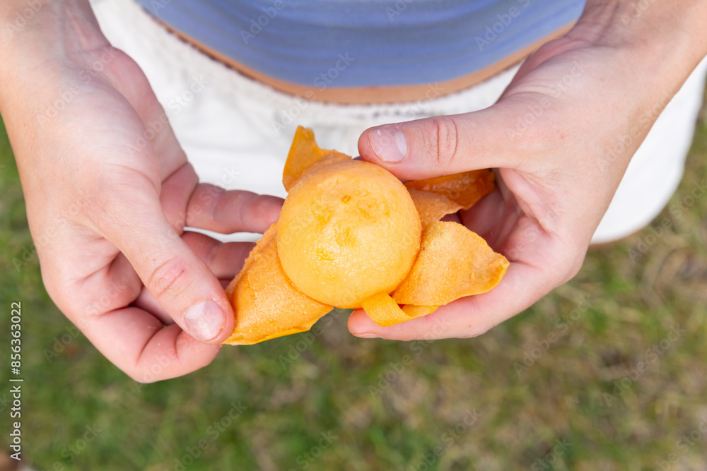 Top View of anonymous Woman Peeling Freshly Picked Fruit in Garden Top View of anonymous Woman Peeling Freshly Picked Fruit in Garden