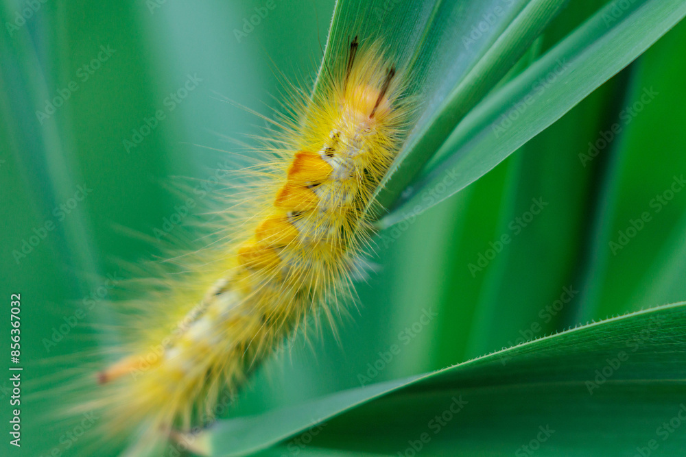 Obraz premium 黄色いチャドグガの幼虫