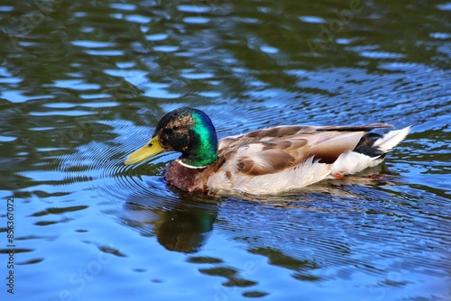 Anas platyrhynchos, mallard duck in summer park. photo