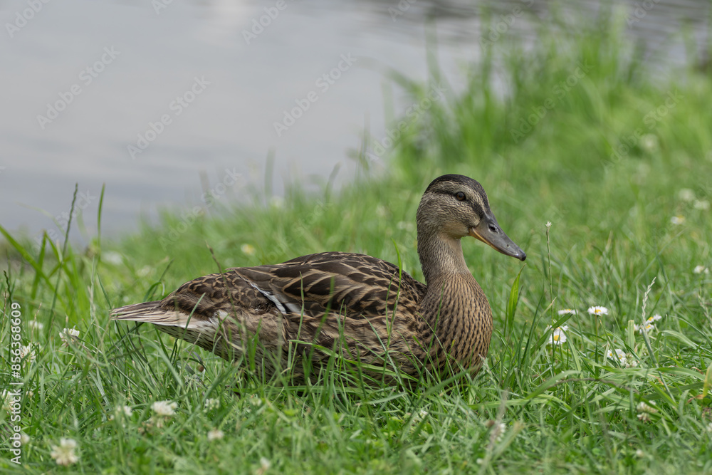 duck and ducklings duck and ducklings