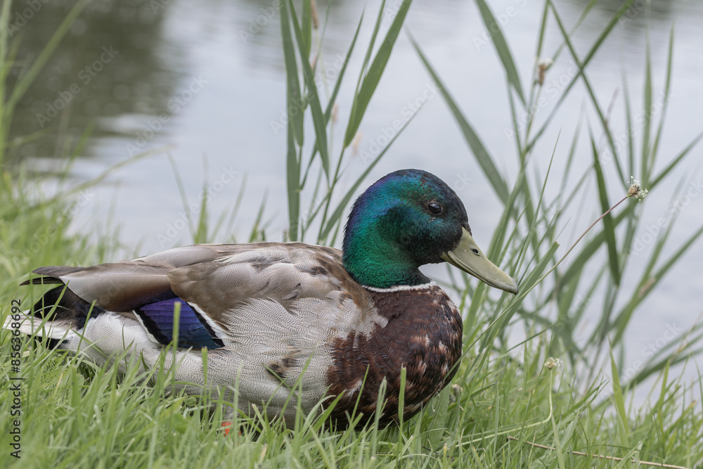 Obraz premium duck in the water