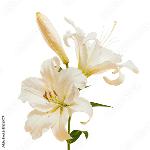 white lilies photo