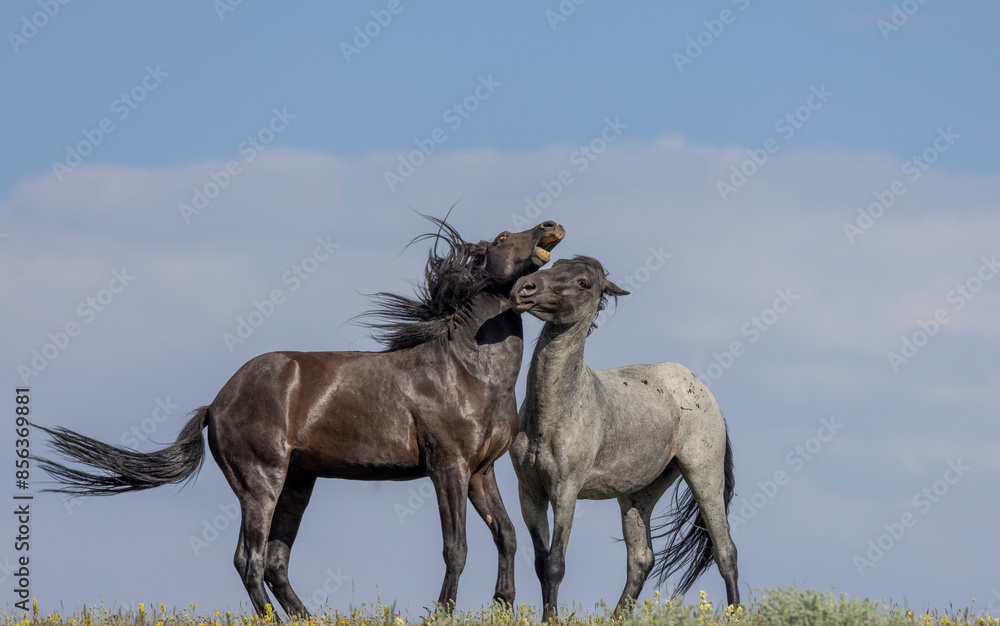 Wild Horse Stallions Fighting in the Pryor Mountains Montana in Summer Wild Horse Stallions Fighting in the Pryor Mountains Montana in Summer