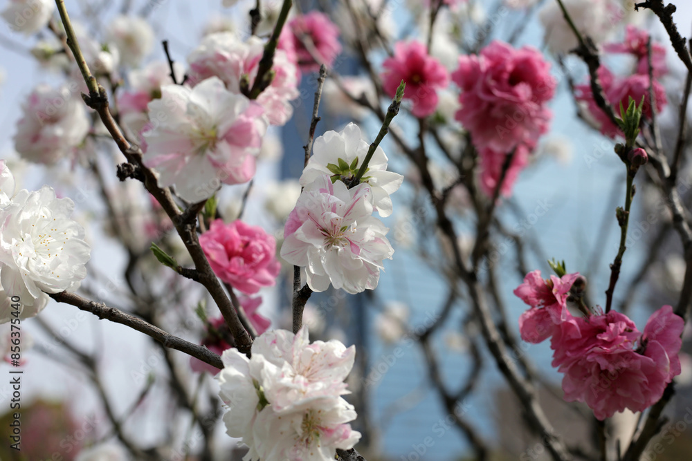 Beautiful sakura flowers, Japan cherry blossom Beautiful sakura flowers, Japan cherry blossom