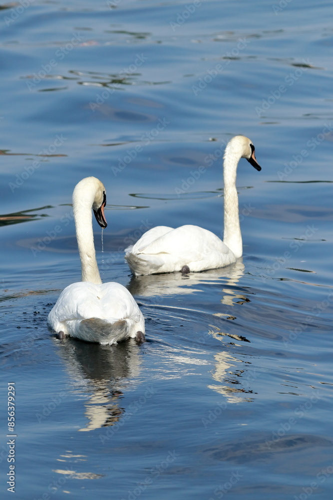 Serenity at Dawn: Swans on the Spree Serenity at Dawn: Swans on the Spree