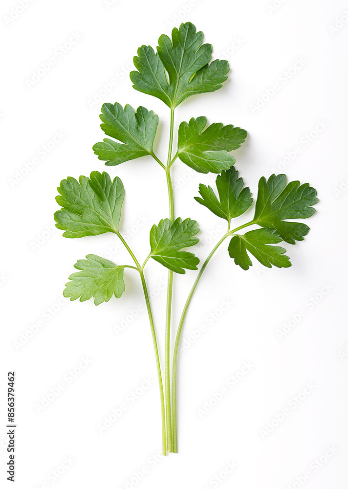 Whole fresh flat leaf parsley sprigs, green twigs of parsley with bright green and not wrinkled leaves. Petroselinum crispum, cultivated as culinary herb, used as a garnish and vegetable. Close-up Whole fresh flat leaf parsley sprigs, green twigs of parsley with bright green and not wrinkled leaves. Petroselinum crispum, cultivated as culinary herb, used as a garnish and vegetable. Close-up