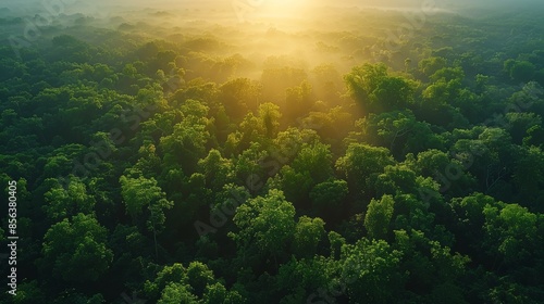 Drone perspective over a vibrant forest, highlighting the rich green canopy and a few patches of sunlight breaking through © imlane
