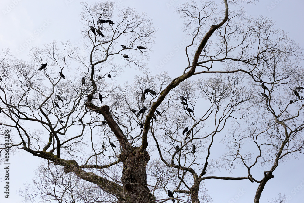 Japanese crows on tree in Yasaka shrine, Kyoto city, Japan Japanese crows on tree in Yasaka shrine, Kyoto city, Japan