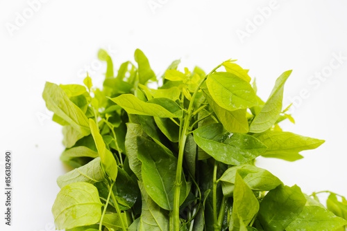 Green leaves of sauropus androgynus photo