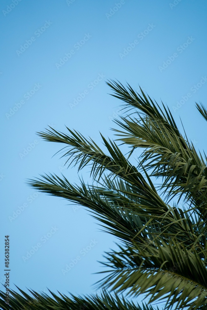 minimal capture of palm tree with blue background in south florida minimal capture of palm tree with blue background in south florida