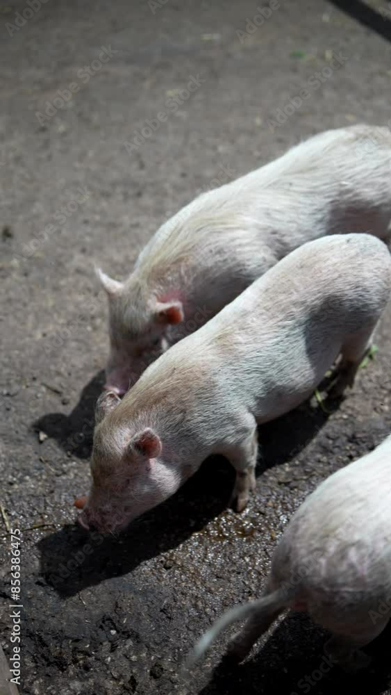 Group of small piglets in outdoor pen, showing rural pig farming and animal care in natural setting Group of small piglets in outdoor pen, showing rural pig farming and animal care in natural setting