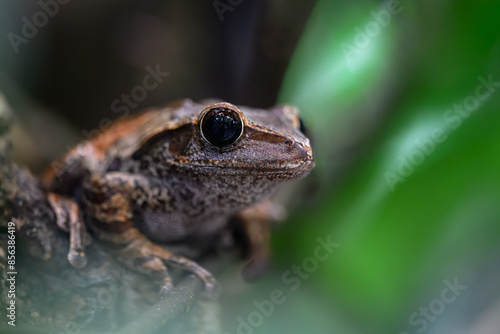 Spot-legged Tree Frog (Polypedates megacephalus)