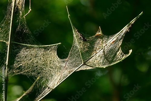 Web on a plant, May, Germany, Europe photo