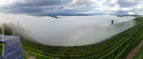 Vineyard in the morning fog, Silberberg, panoramic view, near Leibnitz, Styria, Austria, Europe photo