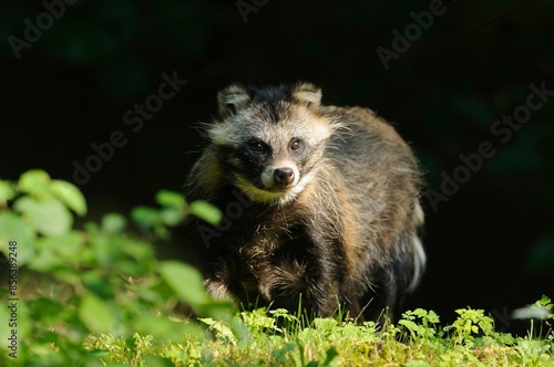 Raccoon dog (Nyctereutes procyonoides) in a natural vegetation, captive photo
