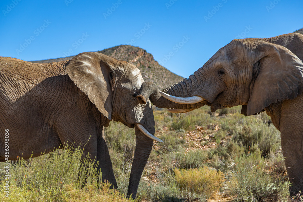 Obraz premium Exposure of African Male, Female and Elephant calf, done in a South Africa Safari.