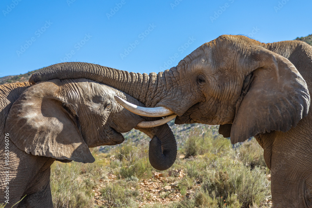 Fototapeta premium Exposure of African Male, Female and Elephant calf, done in a South Africa Safari.