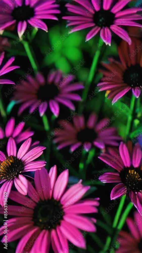 Vertical video of different flowers. Artificial intelligence. 
