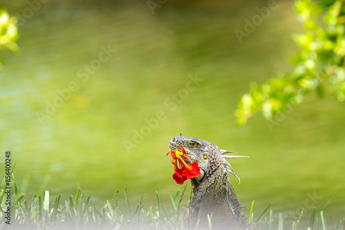 Phooto of iguana eating red flower photo