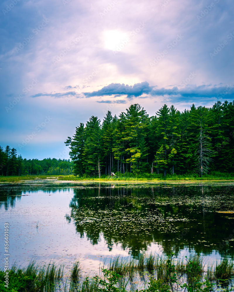 Fototapeta premium Lake in the forest