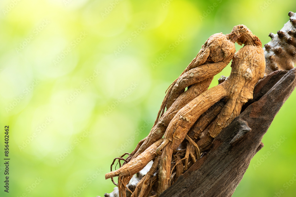 Ginseng or Panax ginseng dried roots on natural background. Ginseng or Panax ginseng dried roots on natural background.