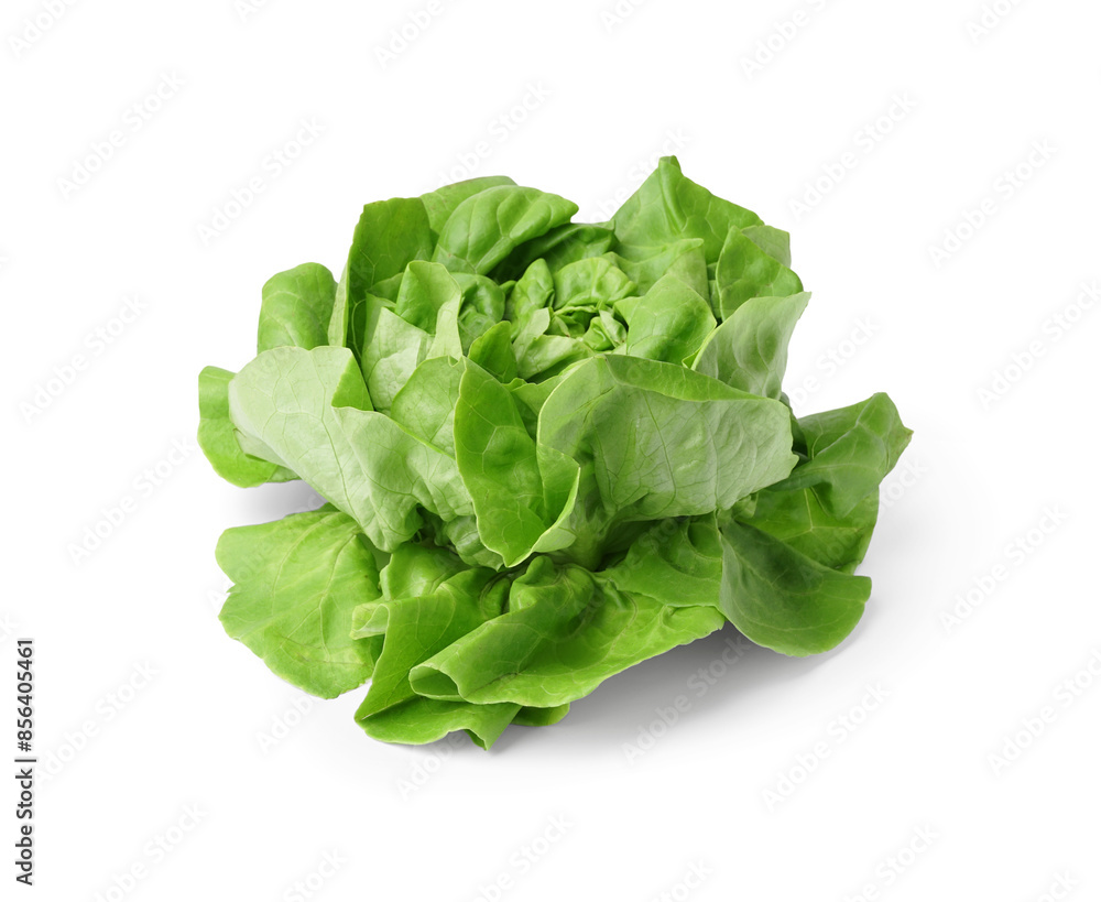 Fresh Boston lettuce on white background Fresh Boston lettuce on white background