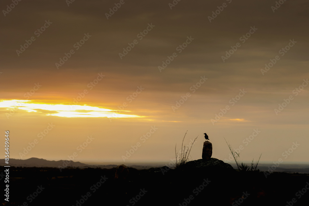 Silhouette of a small bird perched on a rock at sunset on the Colombian plains Silhouette of a small bird perched on a rock at sunset on the Colombian plains