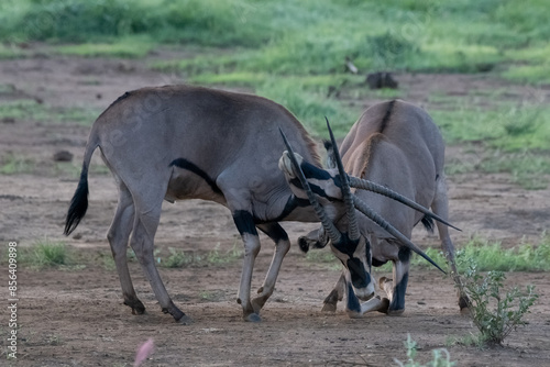 battle between two oryxes photo