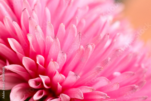 Macro view of pink aster flower as background