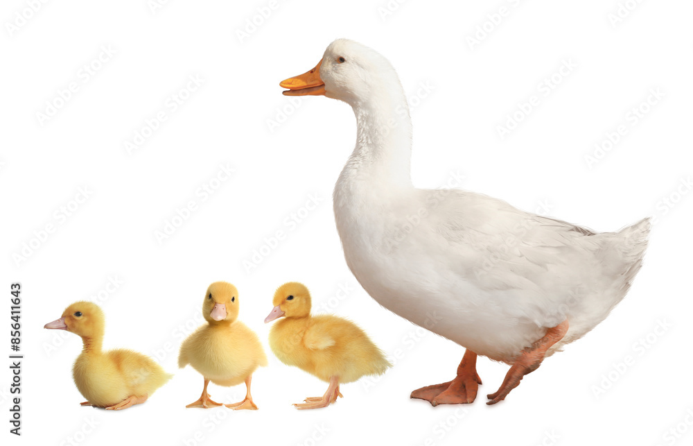 Duck and small fluffy ducklings on white background Duck and small fluffy ducklings on white background