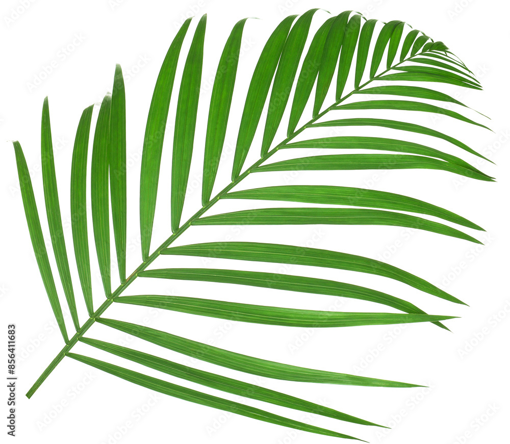 Obraz premium One green coconut palm leaf isolated on white