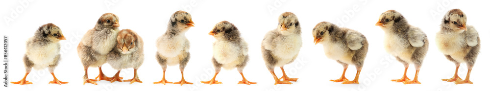 Cute fluffy chicks on white background. Baby animals Cute fluffy chicks on white background. Baby animals