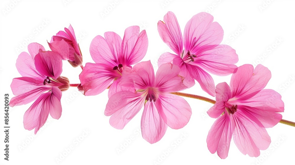 Fototapeta premium Beautiful Pink Flowers on White Background, Generative AI
