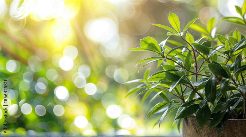 Close-up of green plant leaves with bokeh background Close-up of green plant leaves with bokeh background